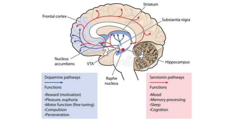 Serotonin and Dopamine